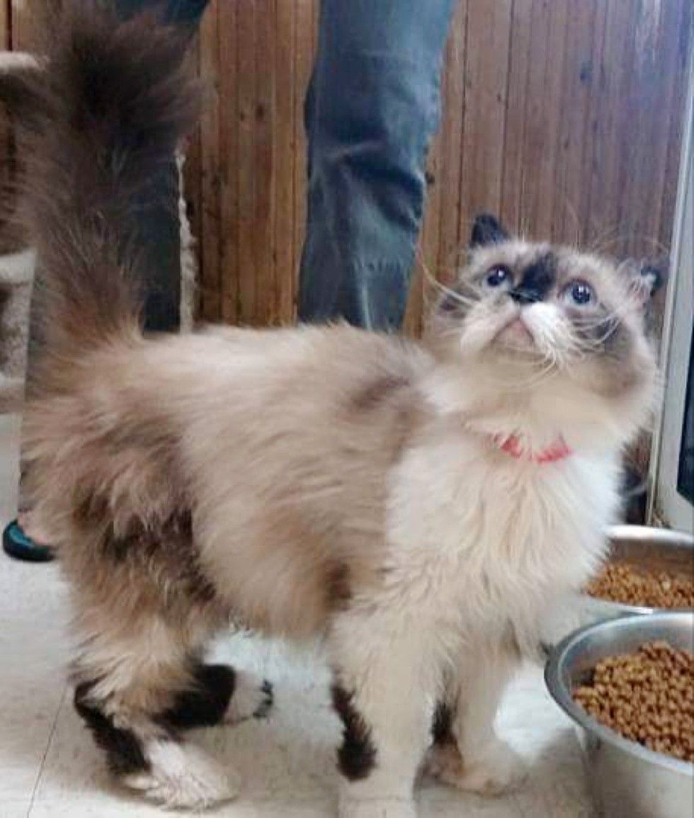 rescue himalayan cat difference in 3 months
