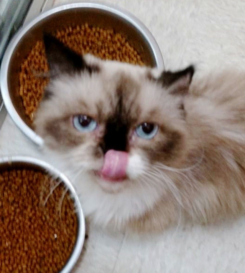 rescue himalayan cat difference in 3 months