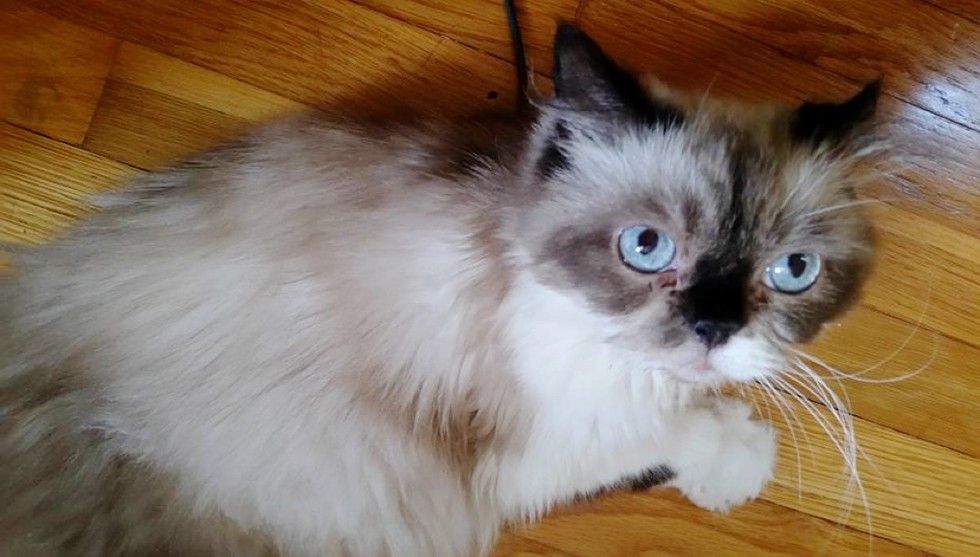 rescue himalayan cat difference in 3 months
