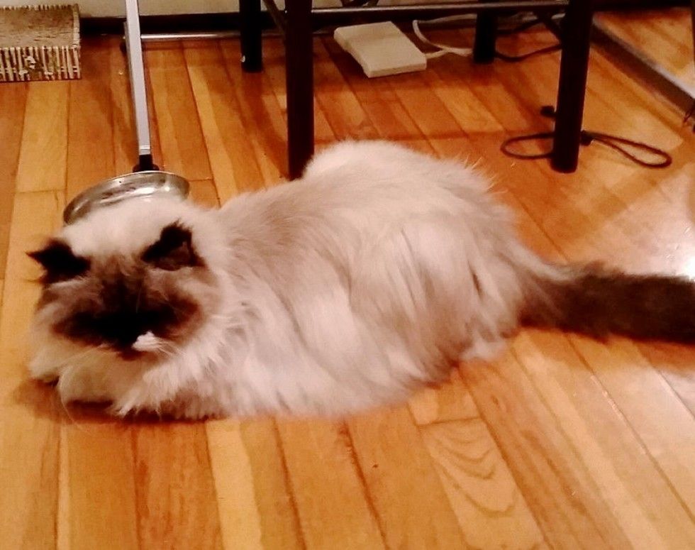 rescue himalayan cat difference in 3 months