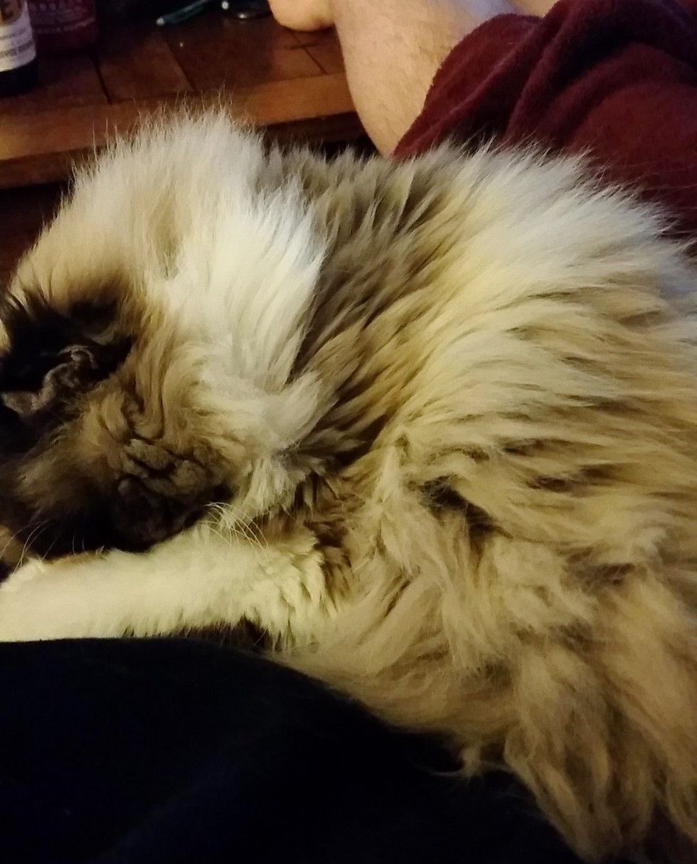 rescue himalayan cat difference in 3 months