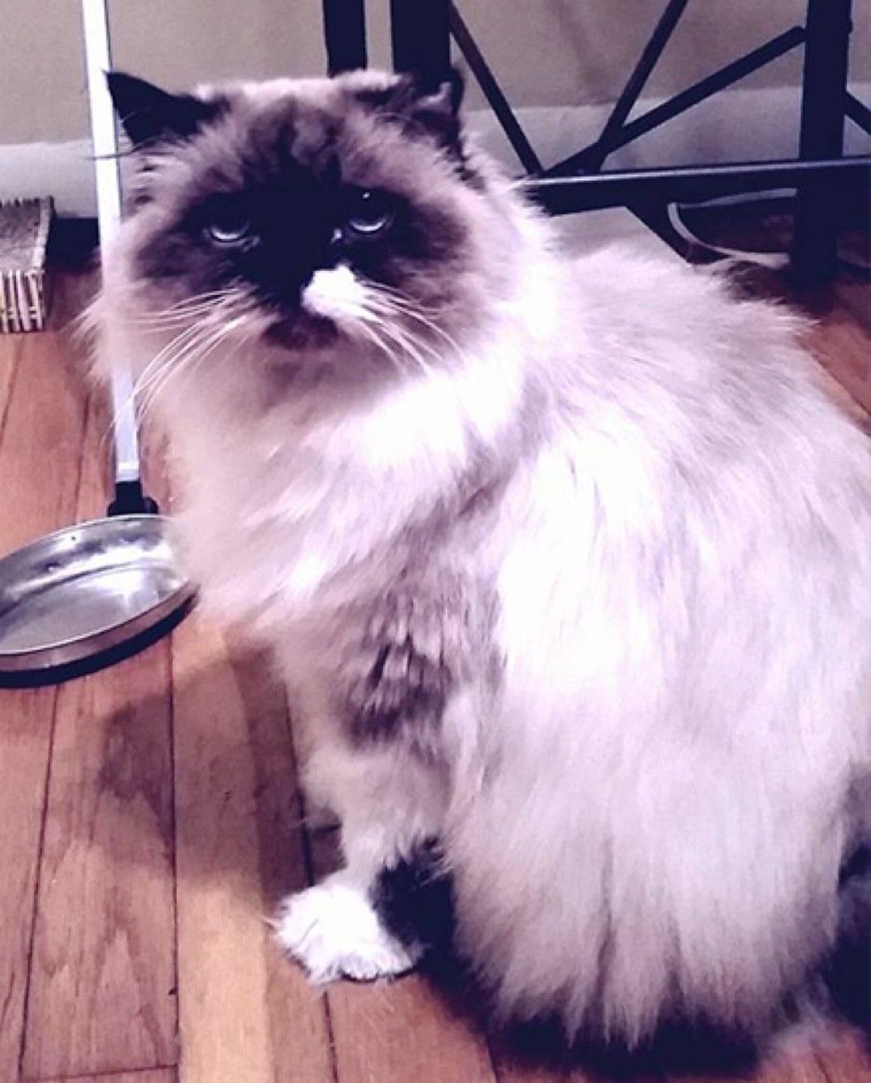 rescue himalayan cat difference in 3 months