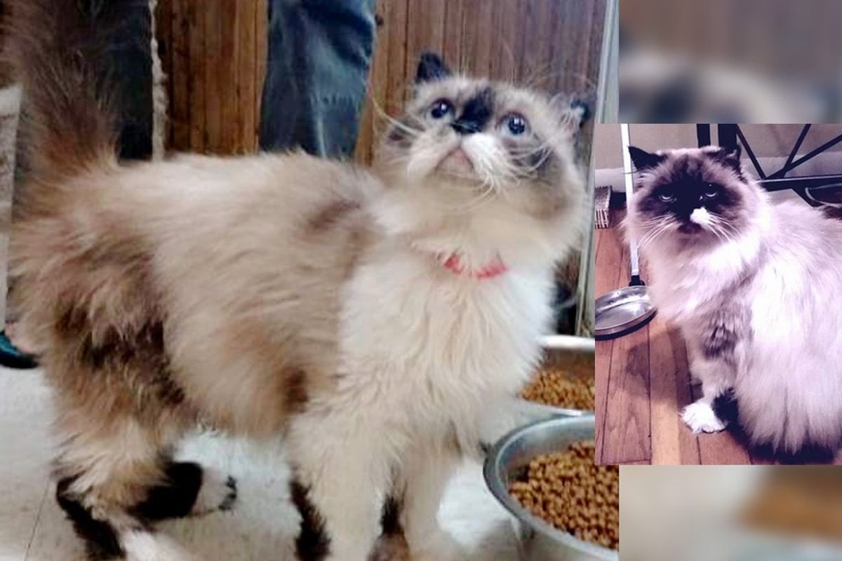 rescue himalayan cat difference in three months