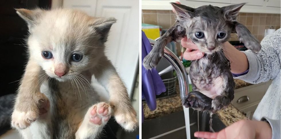 rescue, kitten, bath