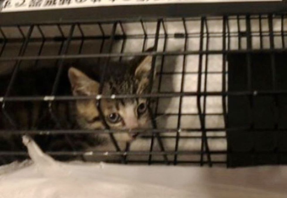 rescue kitten, stray kitten