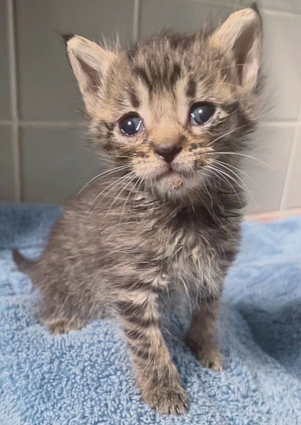rescue kitten tabby