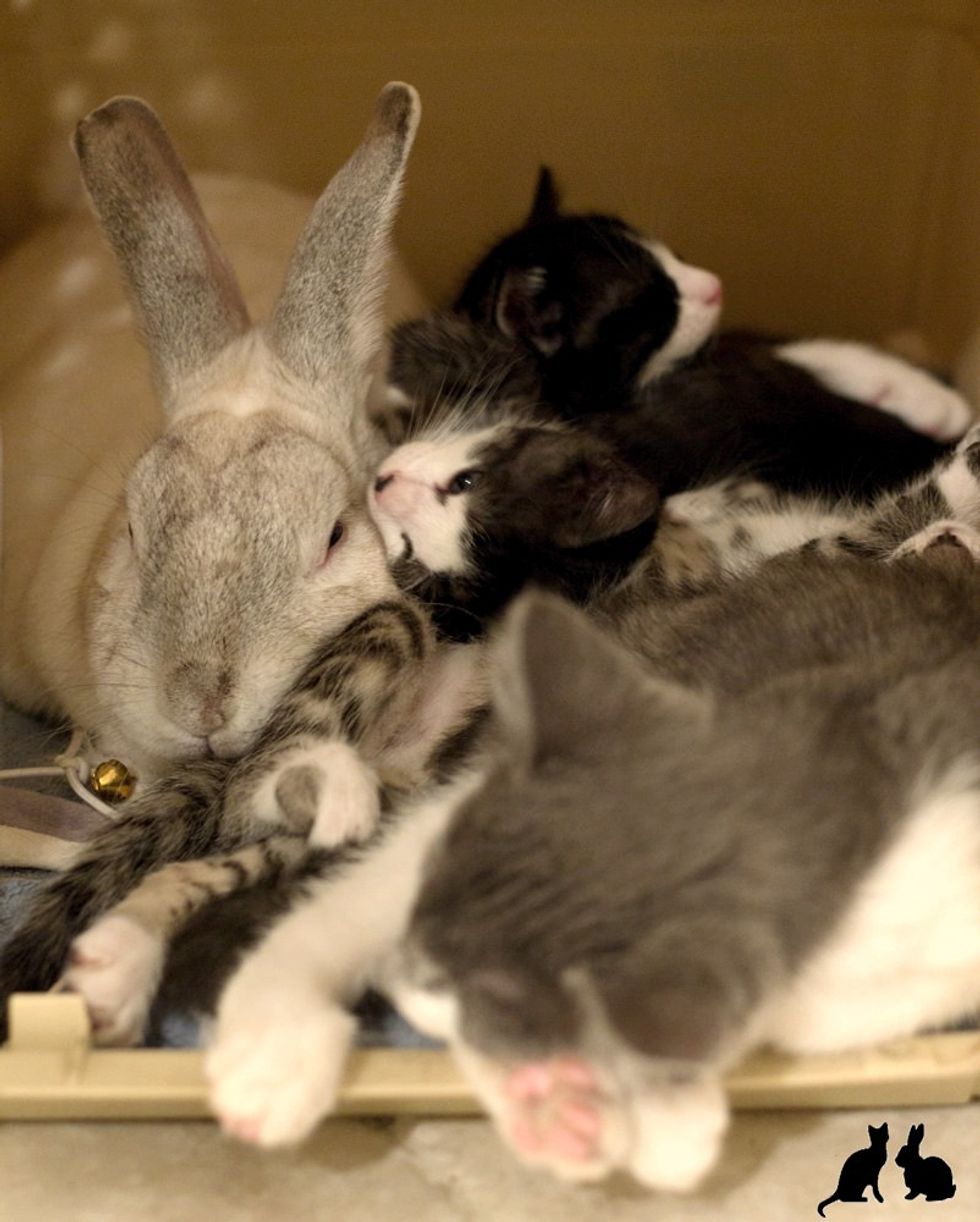 rescue kittens and bunny rabbit dad
