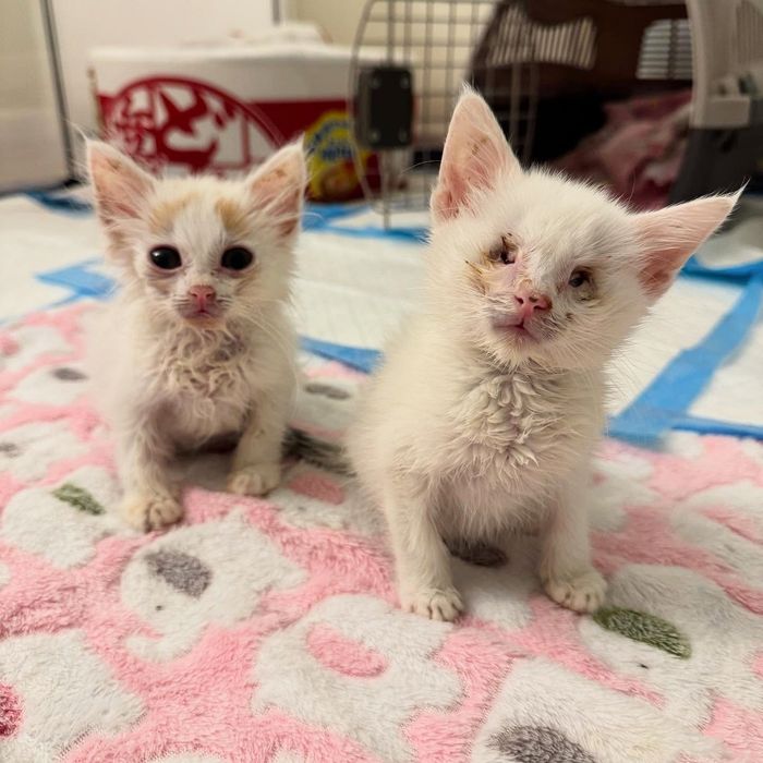 rescue kittens blind