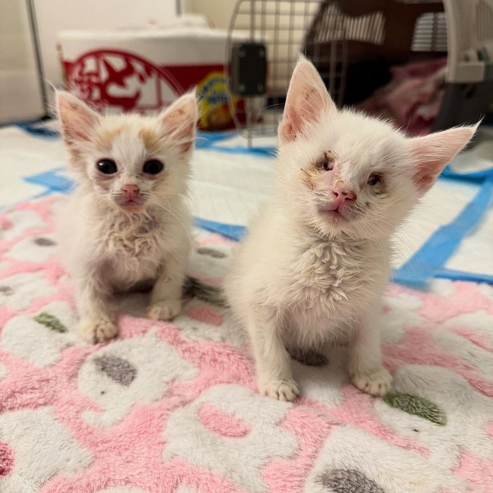 rescue kittens blind