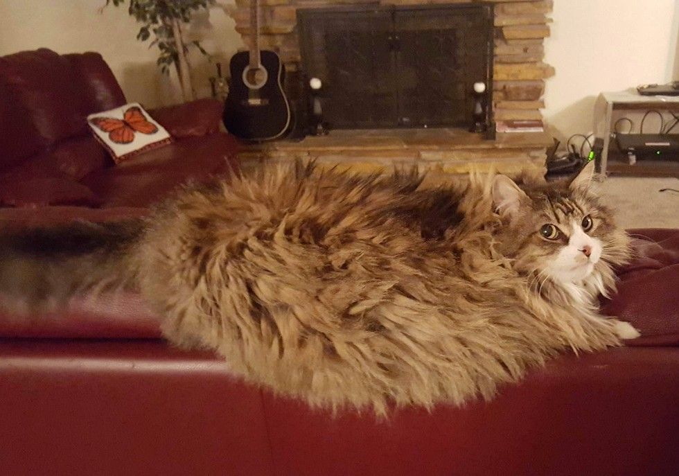 rescue Norwegian forest cat