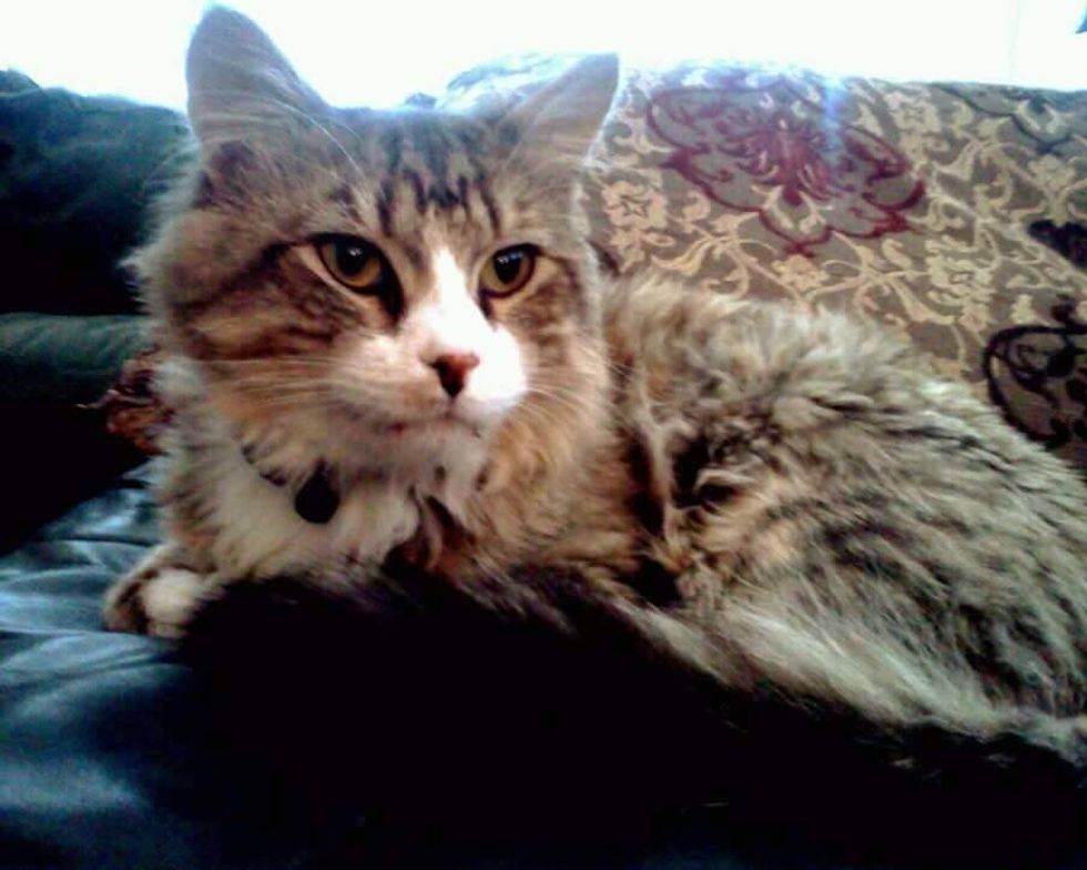 rescue Norwegian forest cat