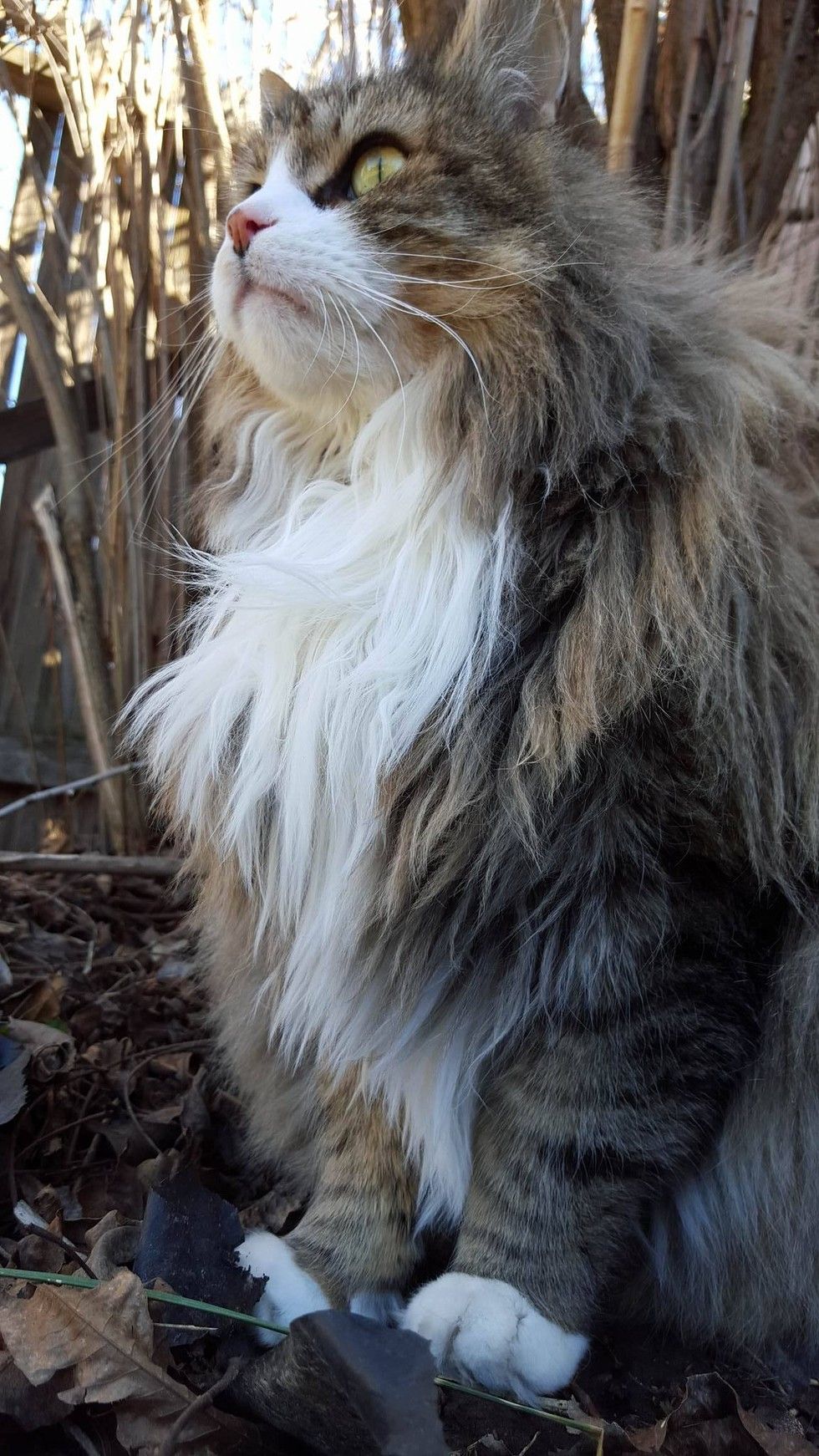 rescue Norwegian forest cat