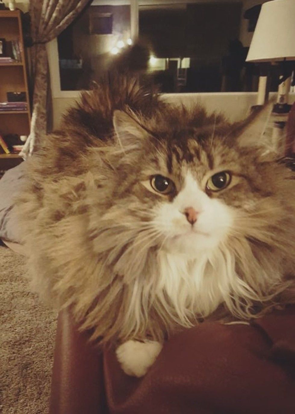 rescue Norwegian forest cat