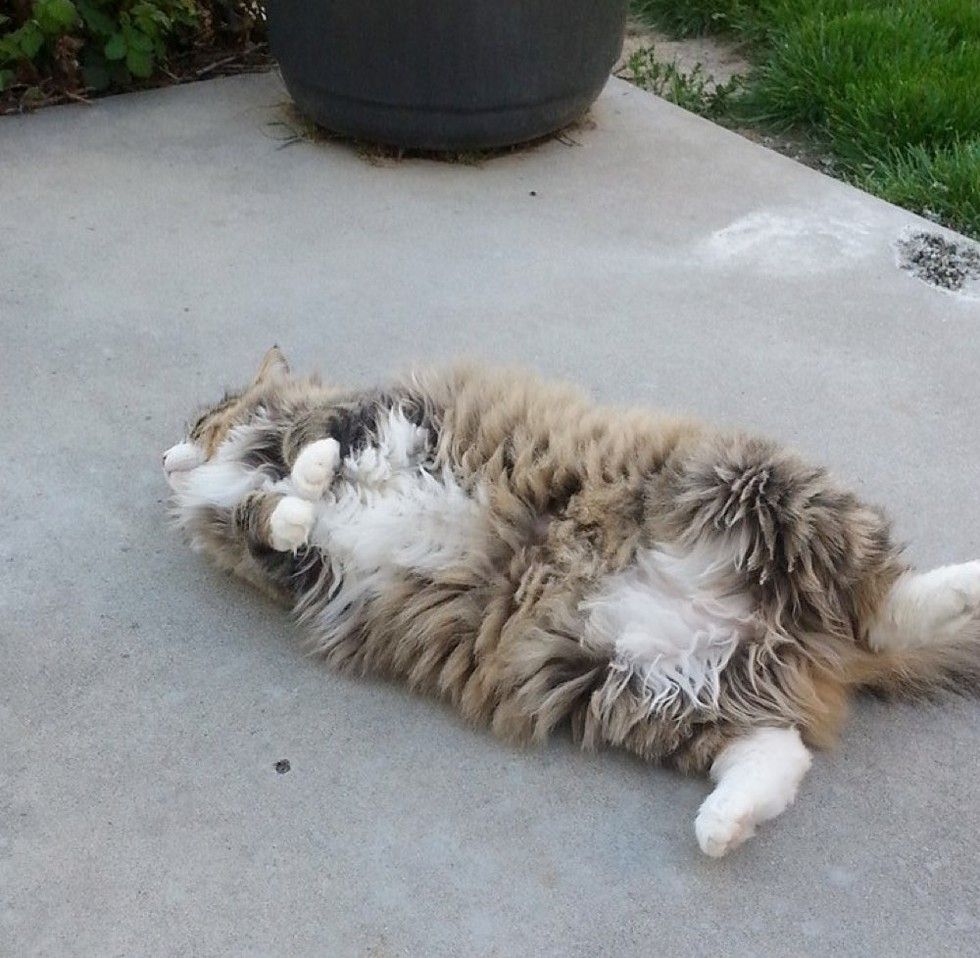 rescue Norwegian forest cat