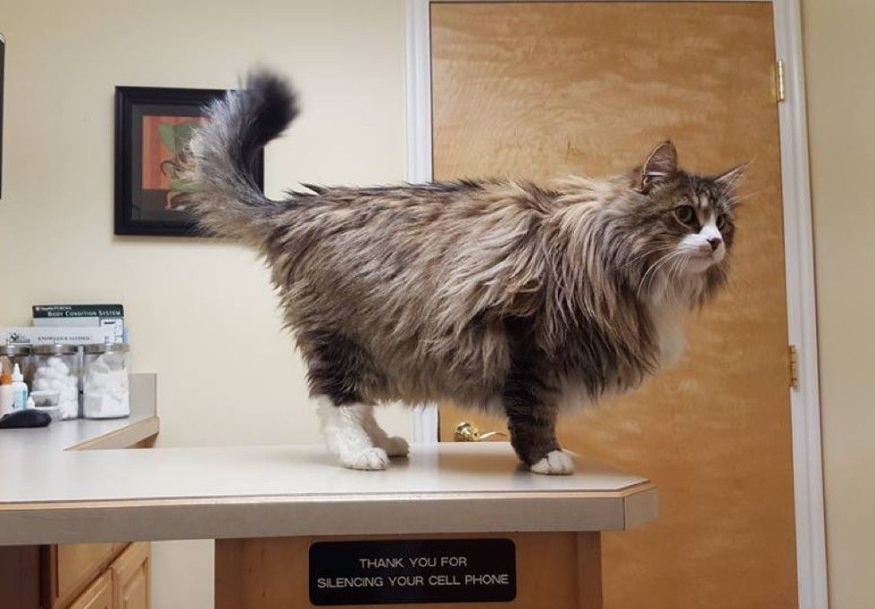 rescue Norwegian forest cat
