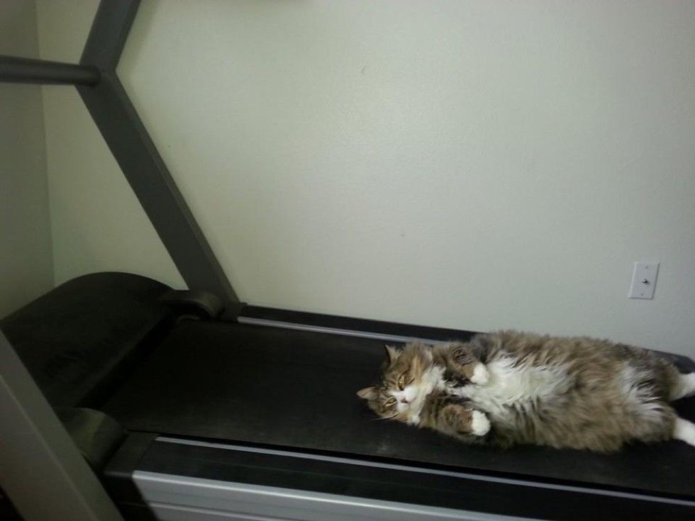 rescue Norwegian forest cat