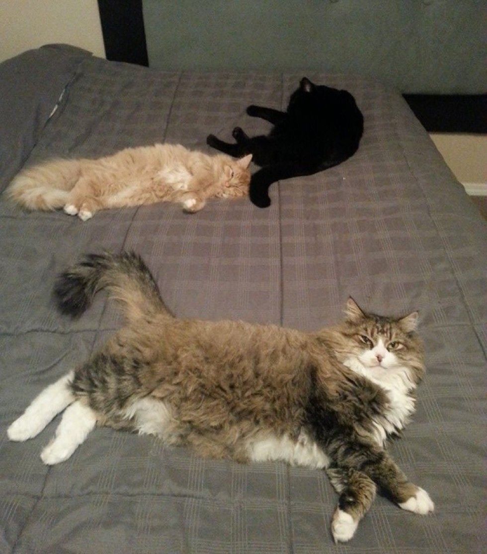 rescue Norwegian forest cat