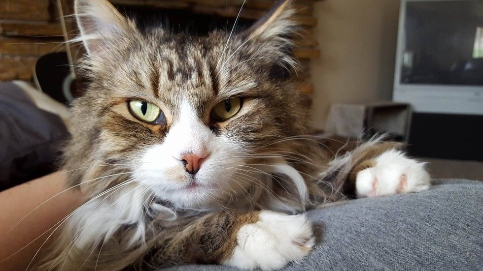rescue Norwegian forest cat