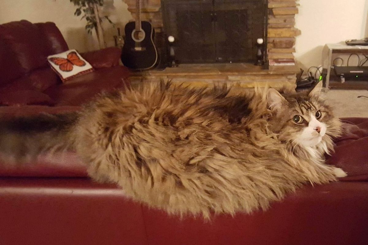 rescue Norwegian forest cat