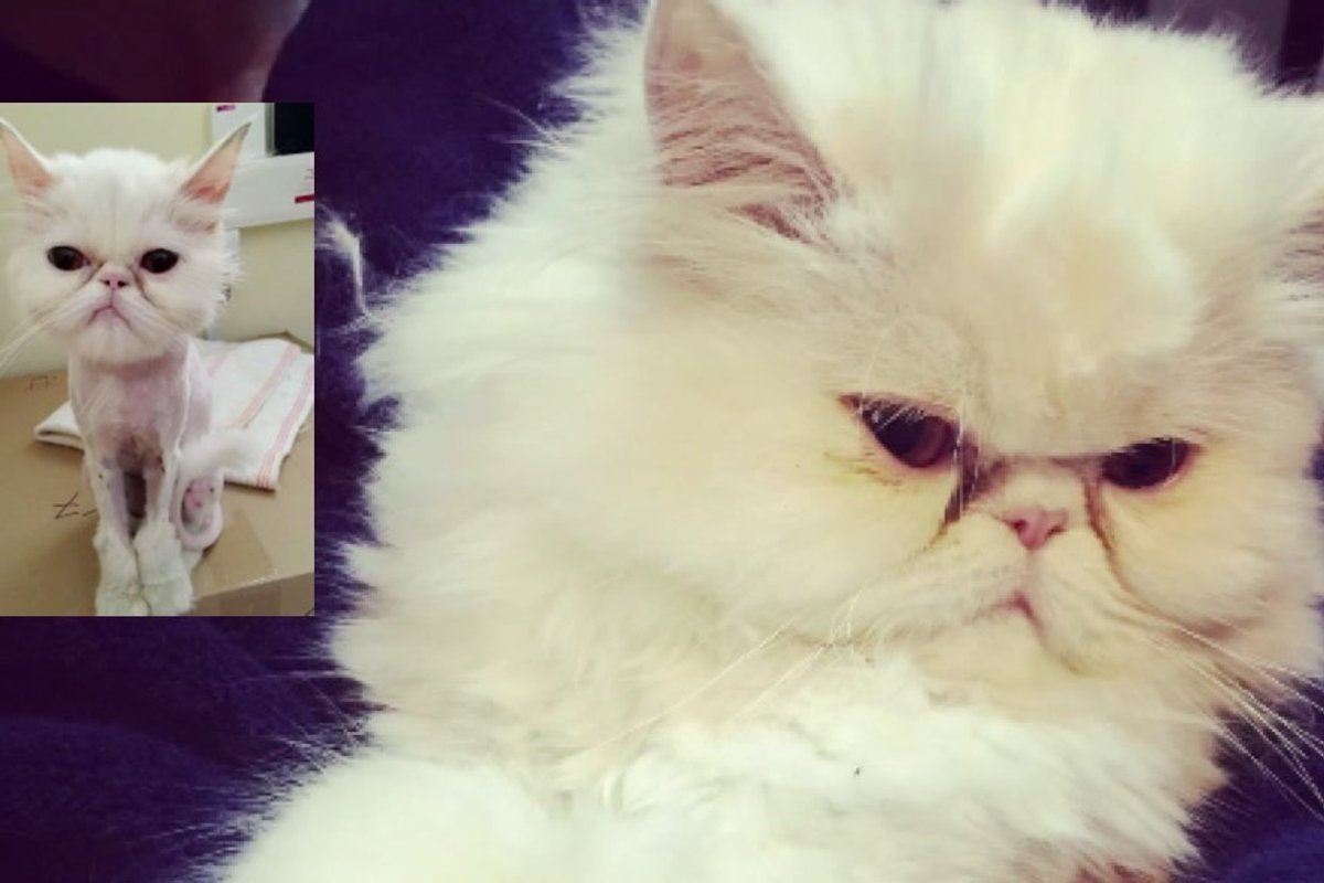 rescue persian cat 6 months later