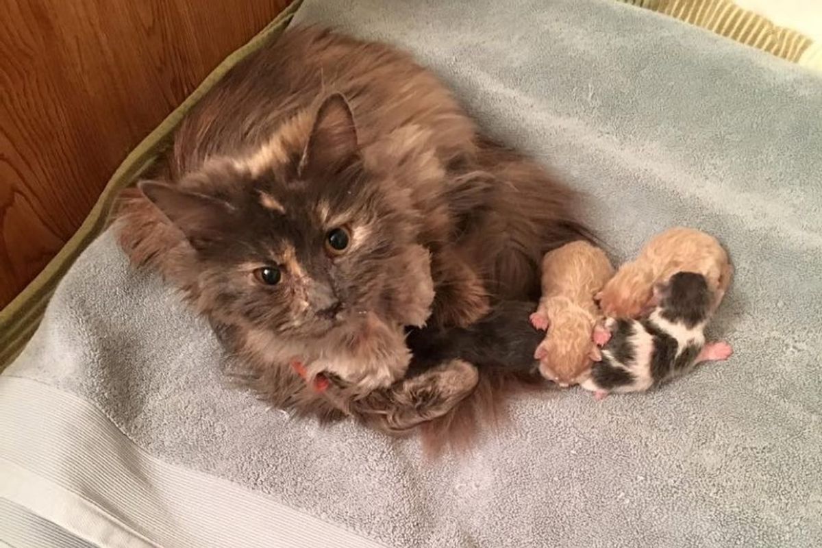 rescue stray cat eats on her own again after having her kitten babies