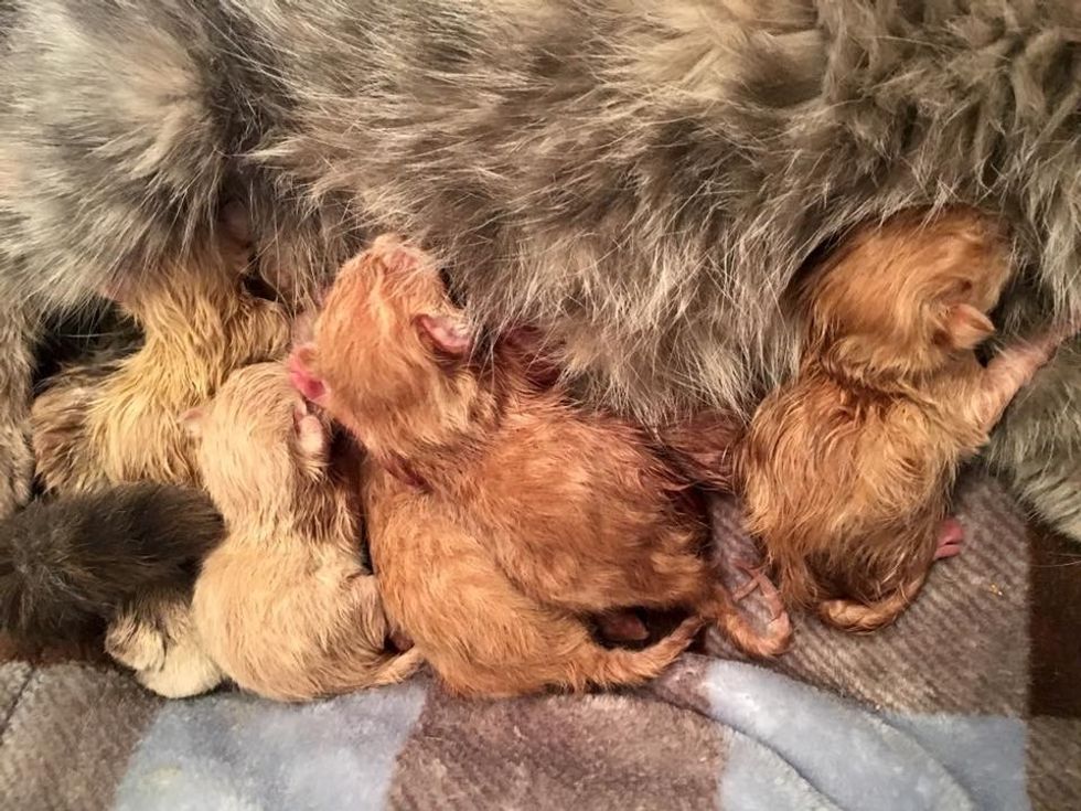 rescue stray cat mama 6 newborn kittens nursing