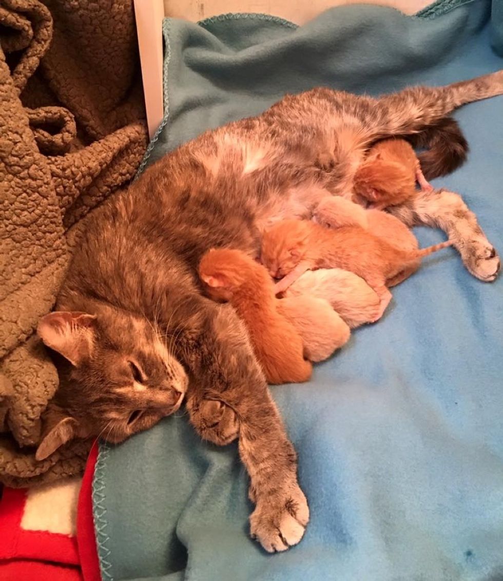 rescue stray cat mama 6 newborn kittens nursing