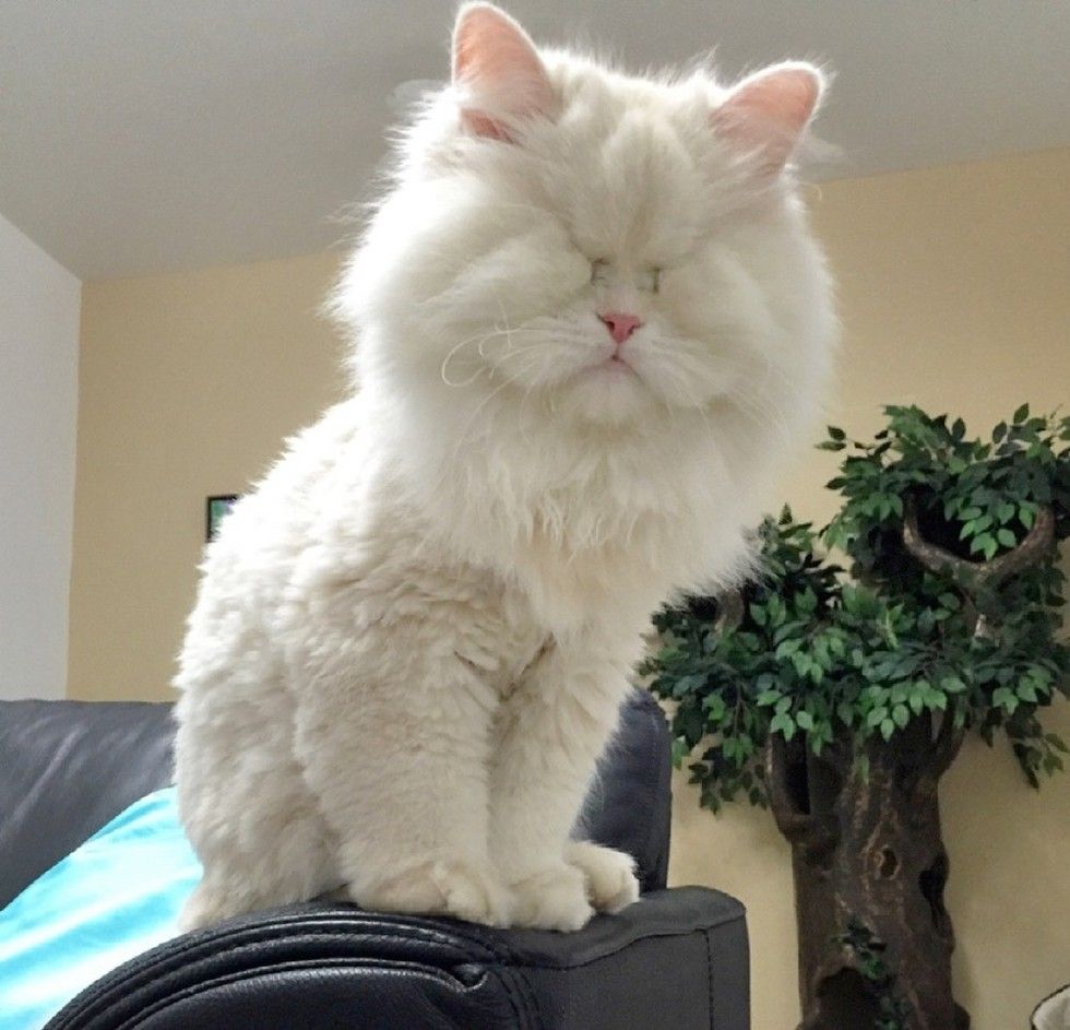 rescued blind persian cat moet