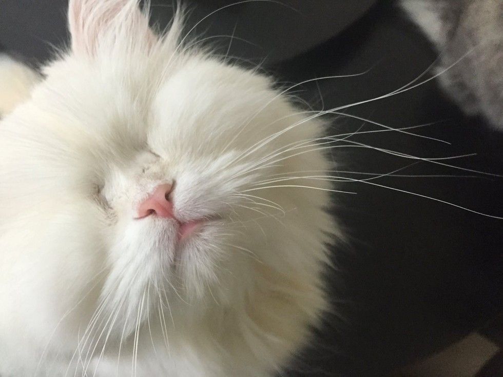 rescued blind persian cat moet