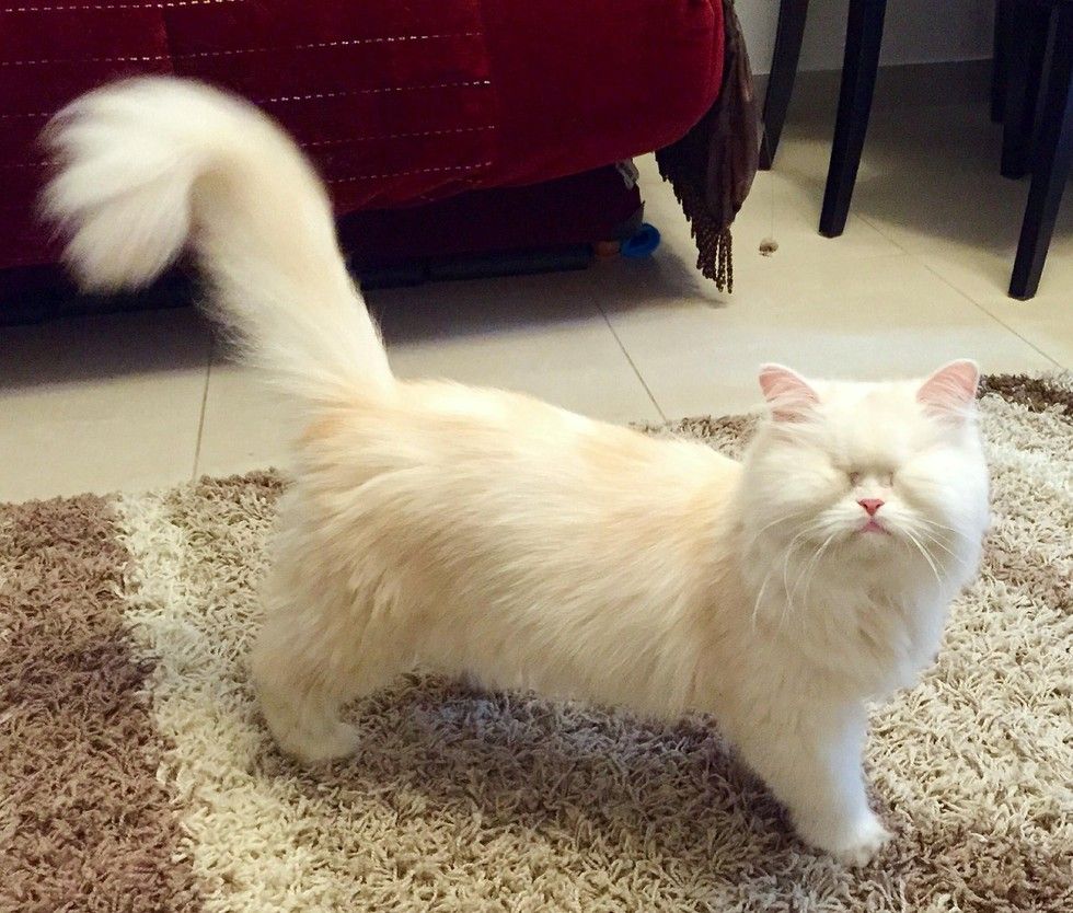 rescued blind persian cat moet
