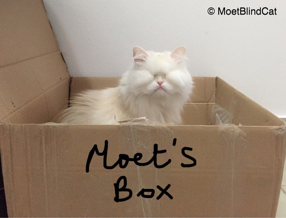 rescued blind persian cat moet