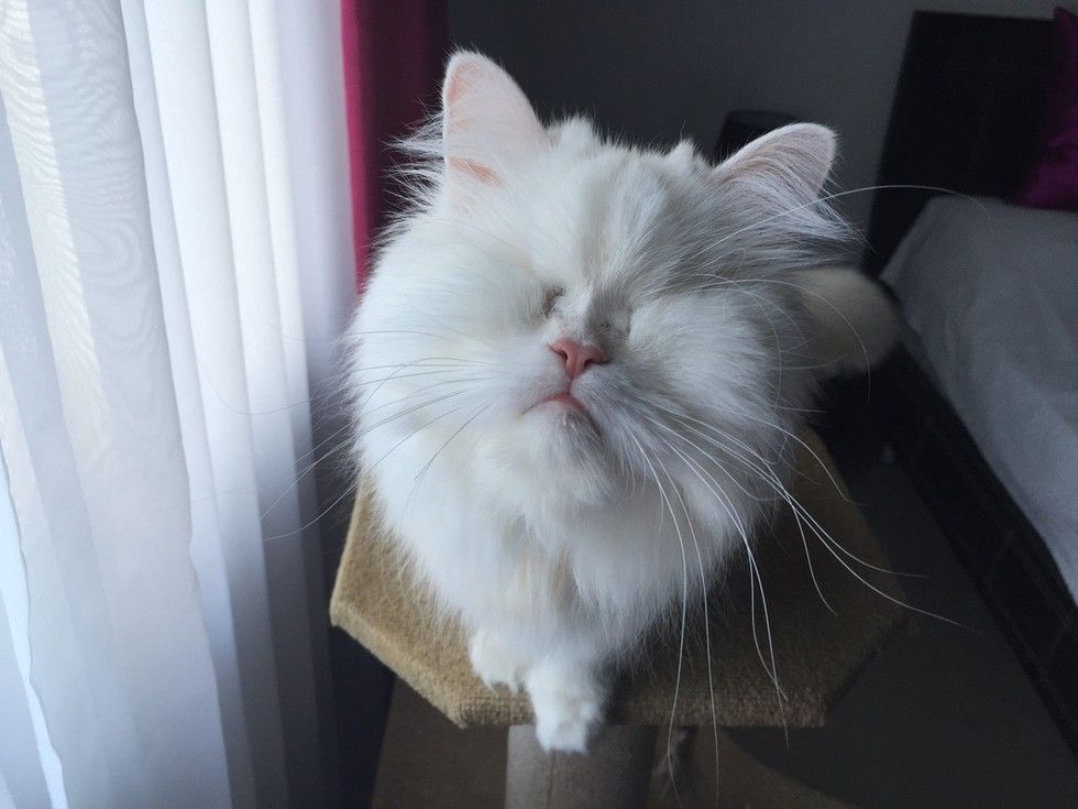 rescued blind persian cat moet