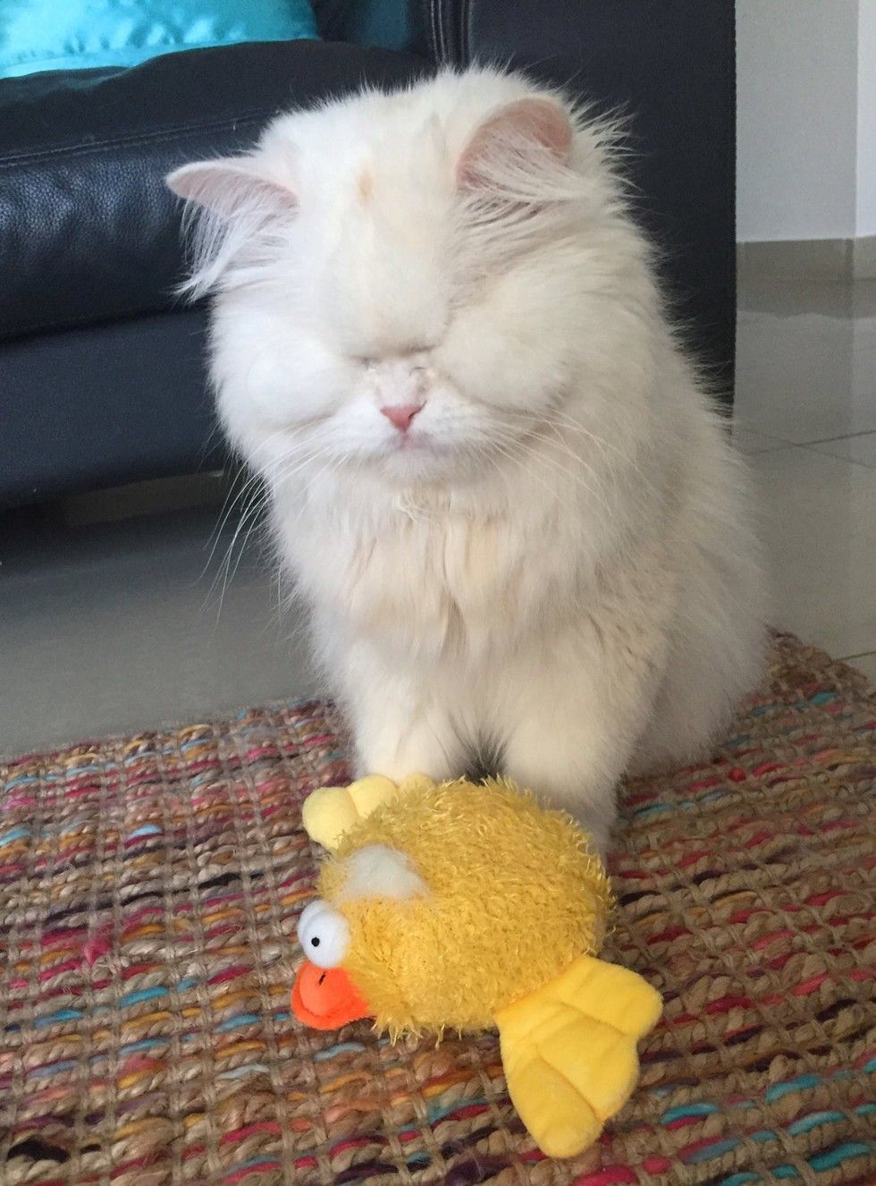 rescued blind persian cat moet