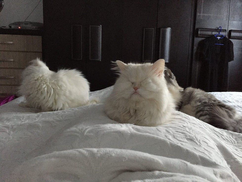 rescued blind persian cat moet