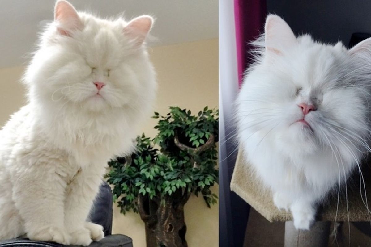 rescued blind persian cat