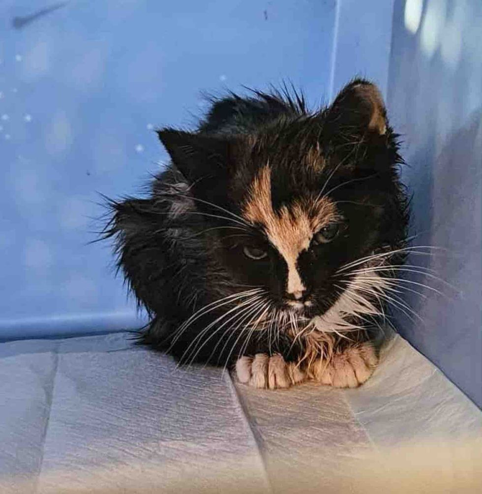 rescued calico tortico kitten
