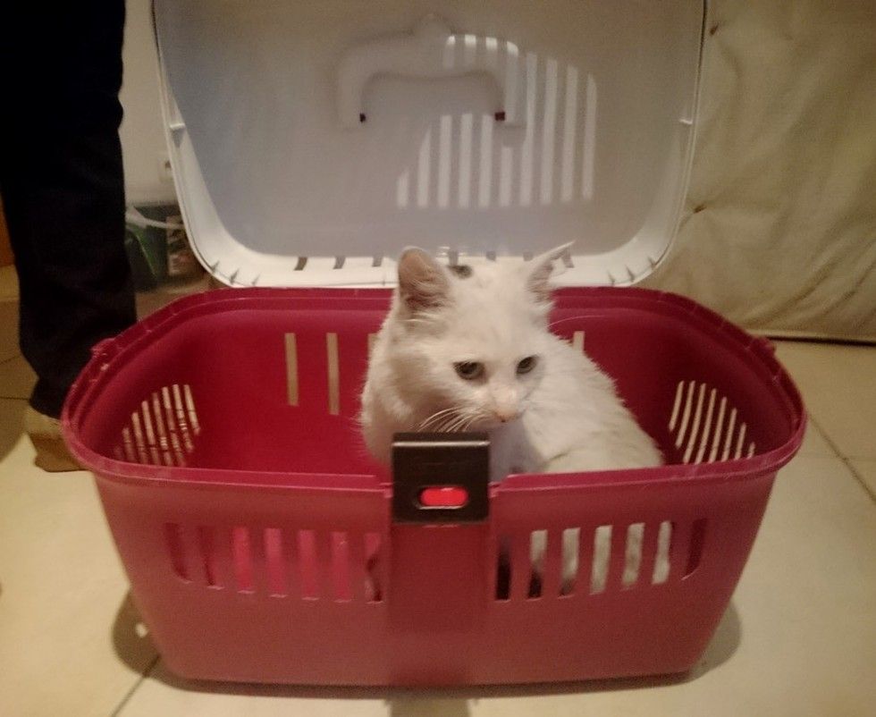 rescued cat grew new found fluff