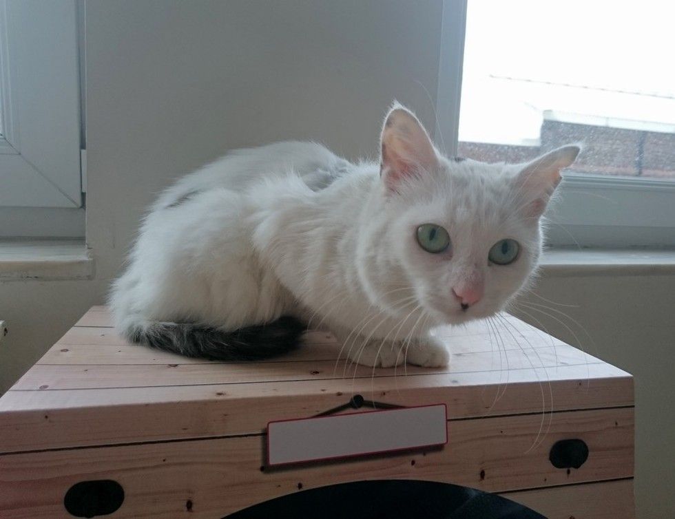 rescued cat grew new found fluff