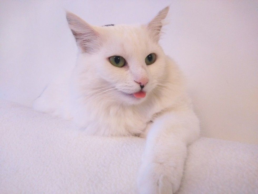 rescued cat grew new found fluff