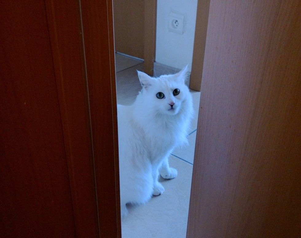 rescued cat grew new found fluff