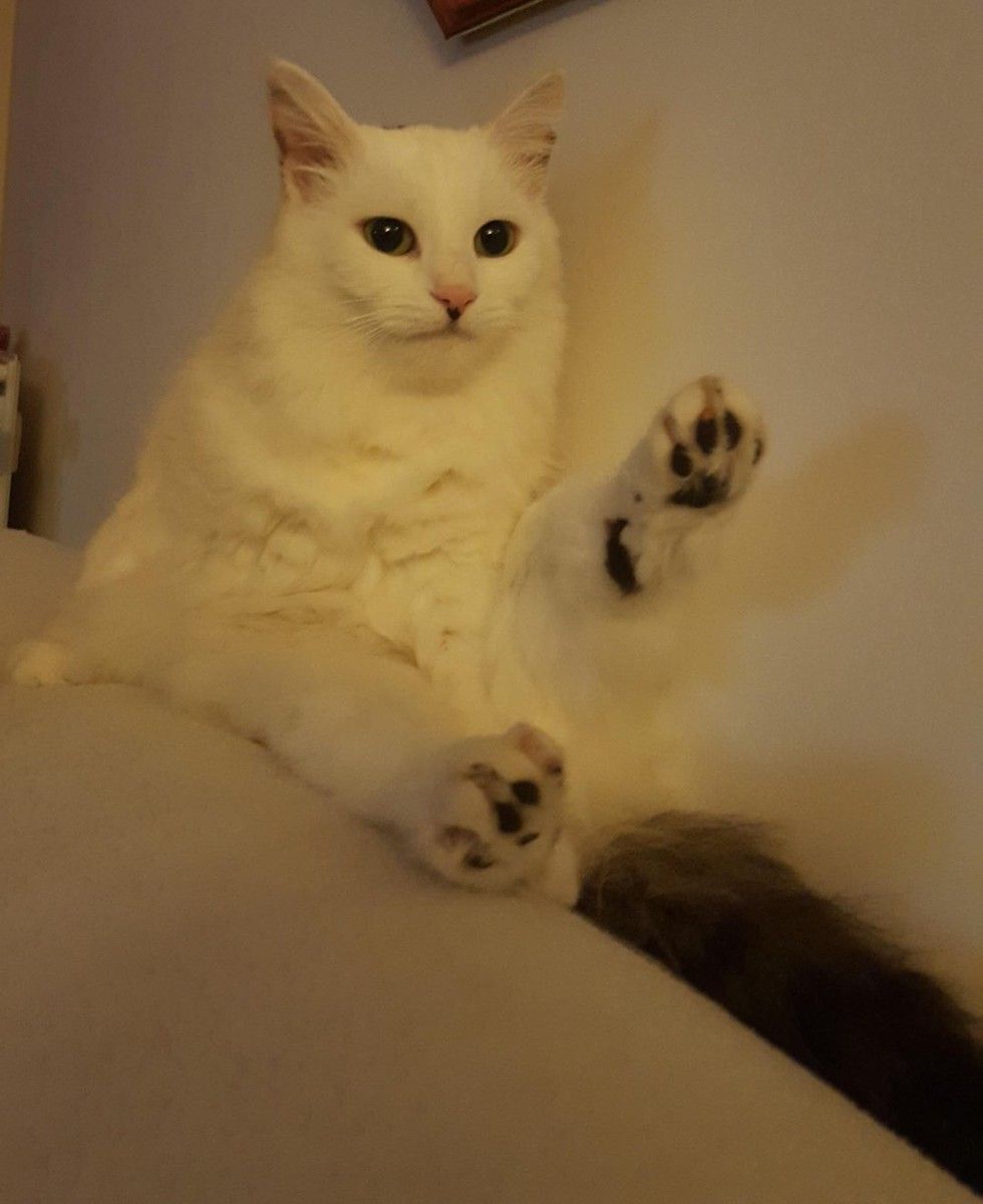 rescued cat grew new found fluff