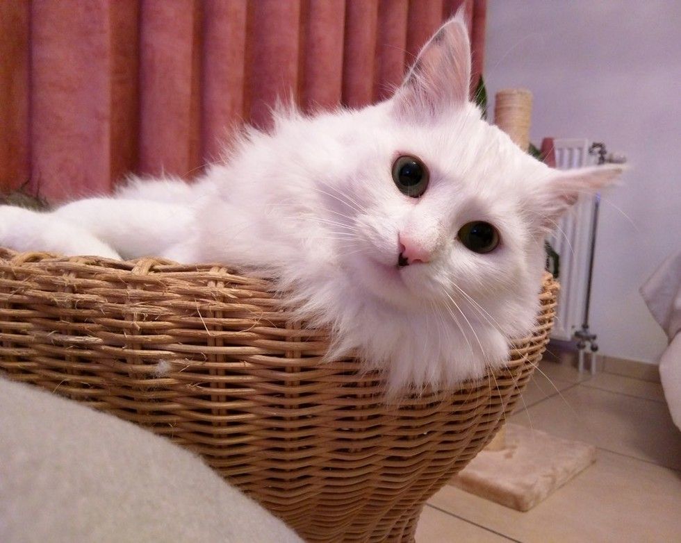 rescued cat grew new found fluff