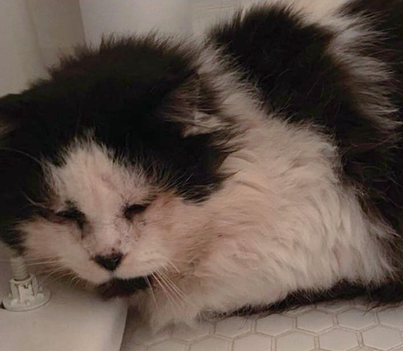 rescued cat safe
