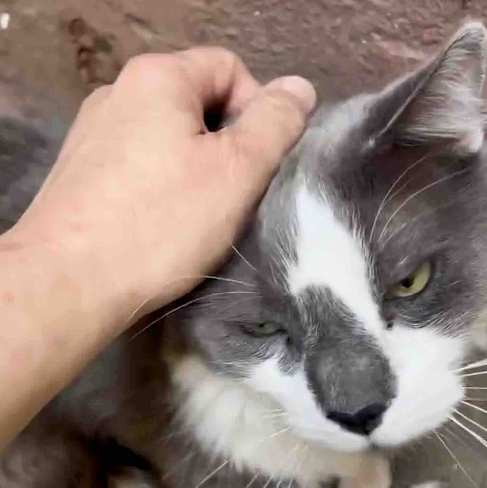 rescued cat snuggles