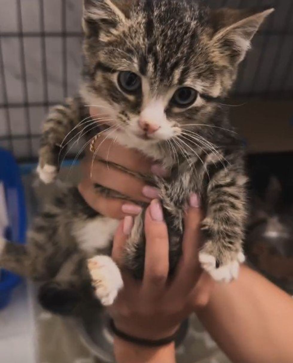 rescued feral kitten