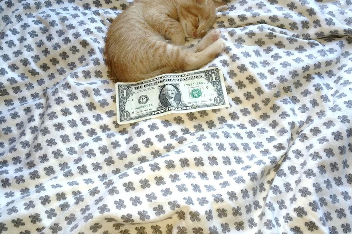 rescued ginger kitten size of dollar bill