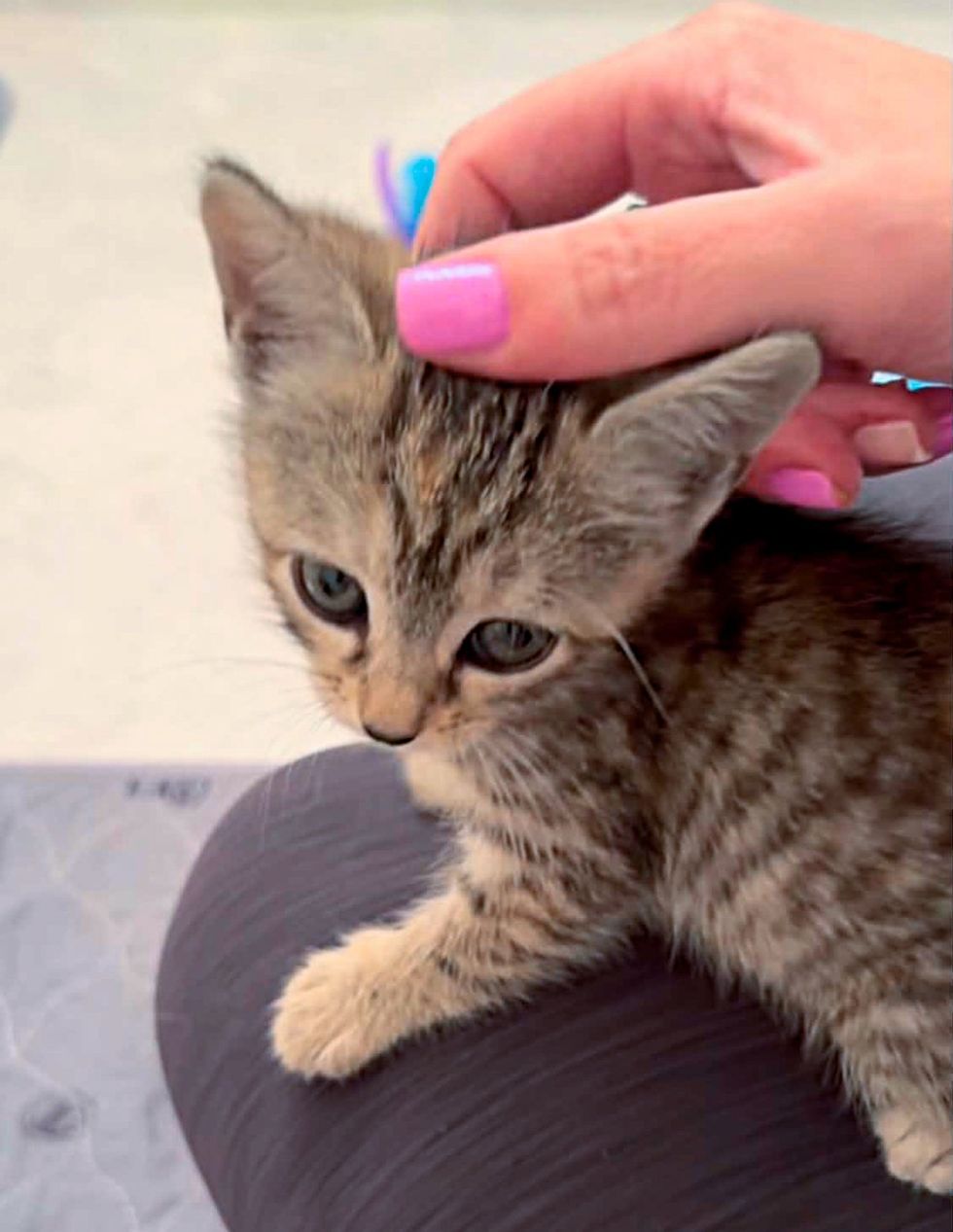 rescued kitten being pet on someone's lap