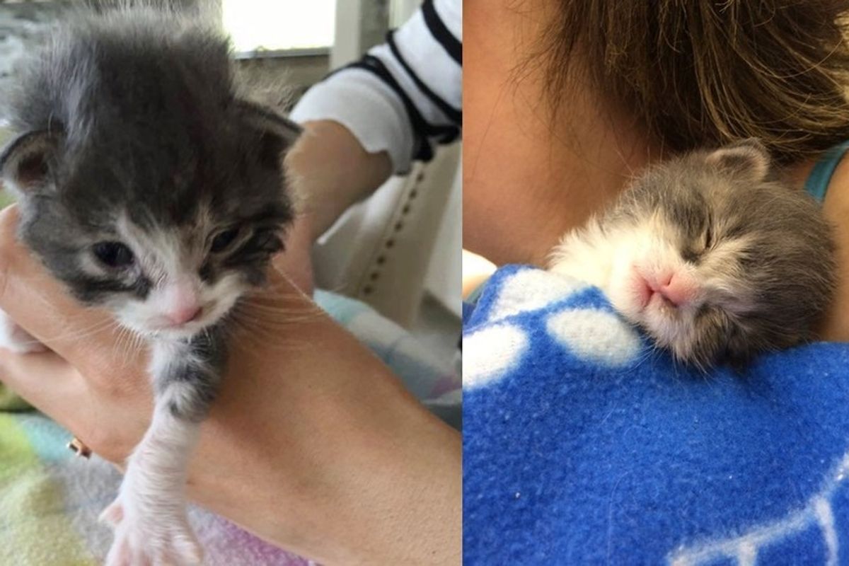 rescued kitten falls asleep on foster mom