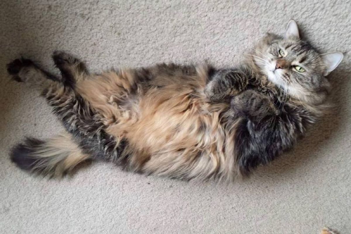 rescued kitten now 8 years later