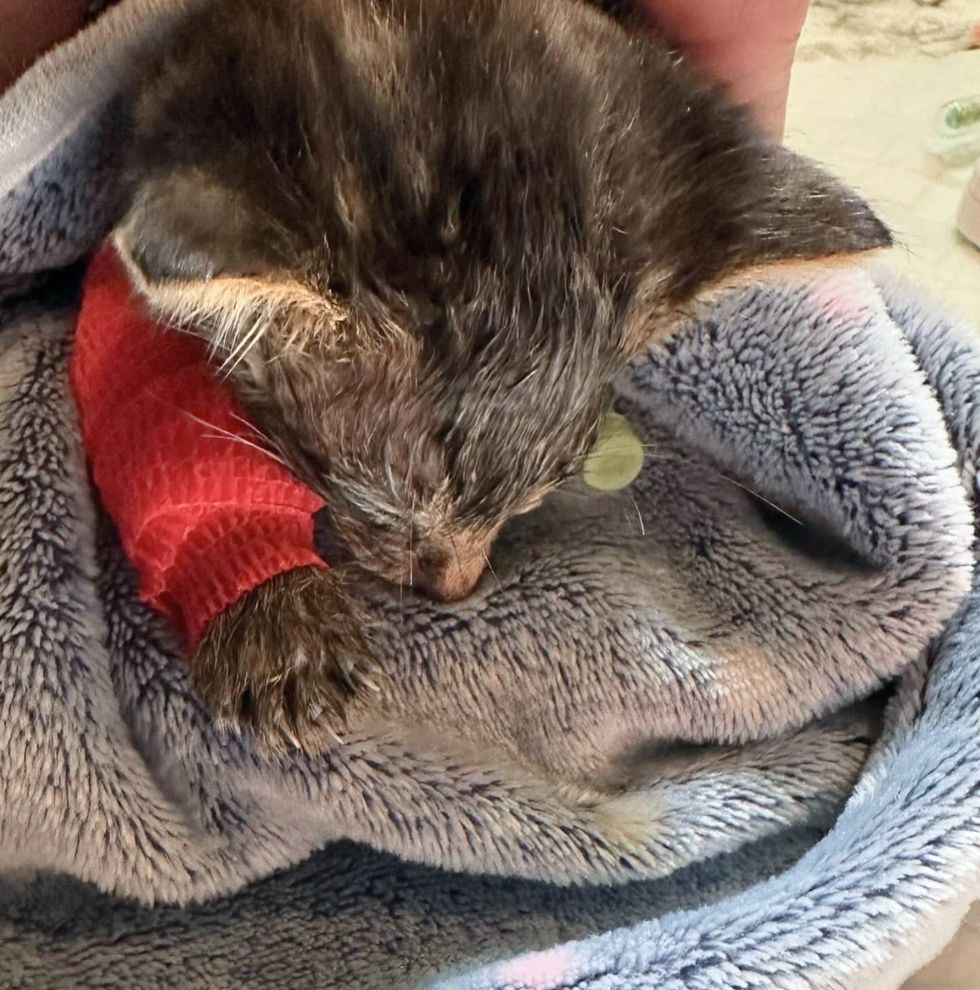 rescued kitten tiny